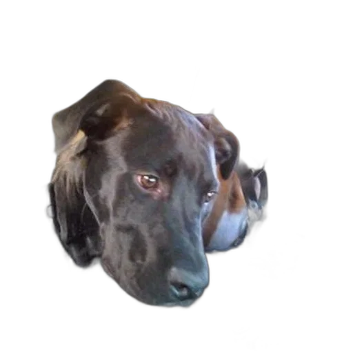 animal, face, creature, mask, photorealistic, 3d render, pixel art, concept art transparent PNG cut-out