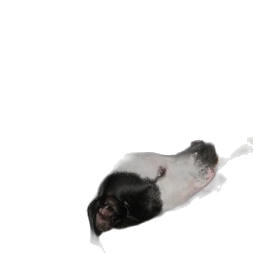 animal, creature, staff, weapon, photorealistic, watercolor, 3d render, concept art transparent PNG cut-out