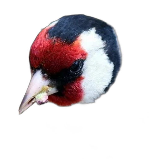 animal, staff, creature, mask, photorealistic, 3d render, oil painting, watercolor transparent PNG cut-out