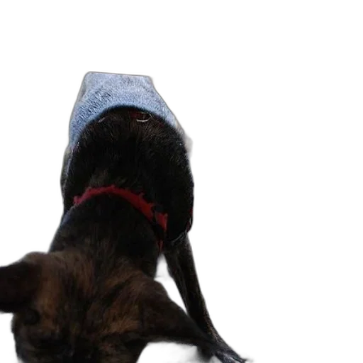 hat, staff, crown, animal, dog, red, collar, looking transparent PNG cut-out