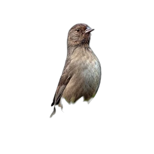 animal, staff, creature, hair, photorealistic, 3d render, oil painting, concept art transparent PNG cut-out