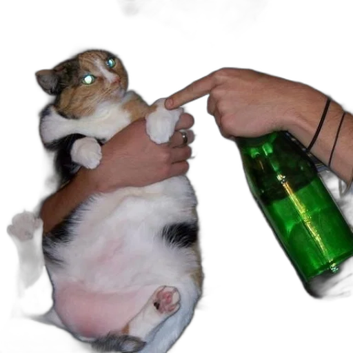 bottle, animal, creature, food transparent PNG cut-out