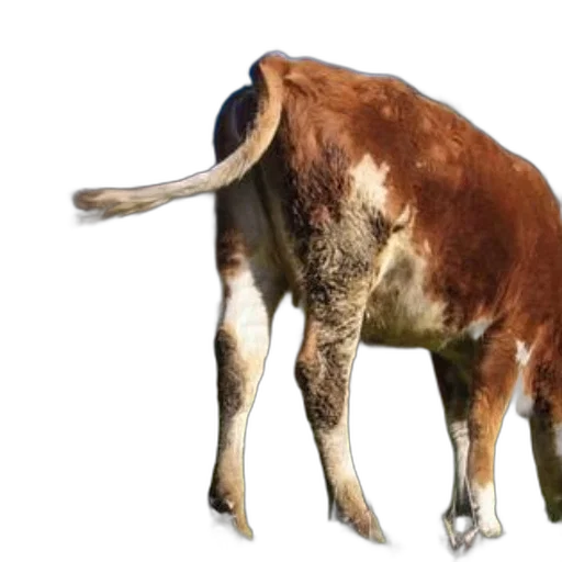 animal, creature, food, photorealistic transparent PNG cut-out