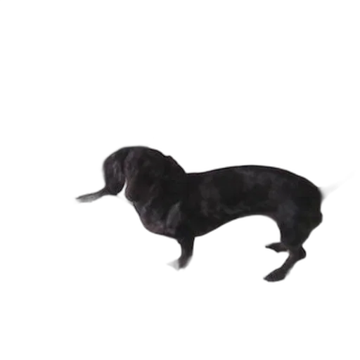 animal, creature, staff, hat, 3d render, photorealistic, concept art, oil painting transparent PNG cut-out