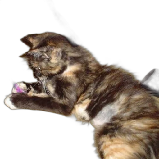 staff, creature, animal, weapon, photorealistic, calico, cat, playing transparent PNG cut-out