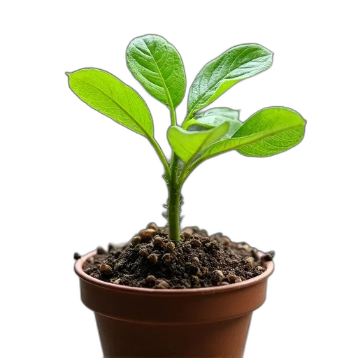 tree, staff, crown, flower, photorealistic, 3d render, small, potted transparent PNG cut-out
