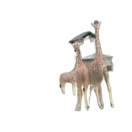 jewelry, animal, furniture, dragon, 3d render, photorealistic, group, giraffes transparent PNG cut-out