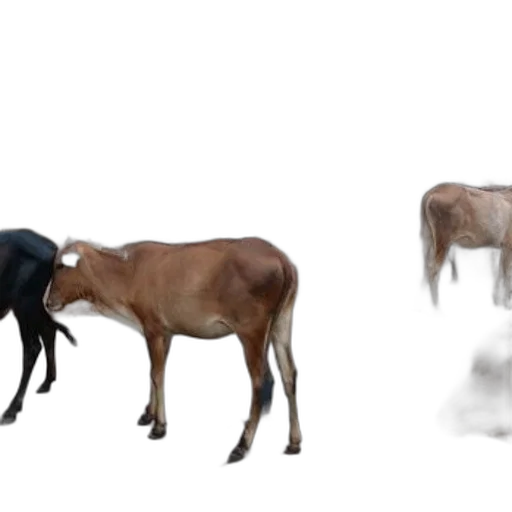 animal, creature, furniture, concept art, photorealistic, 3d render, fantasy art, fog transparent PNG cut-out