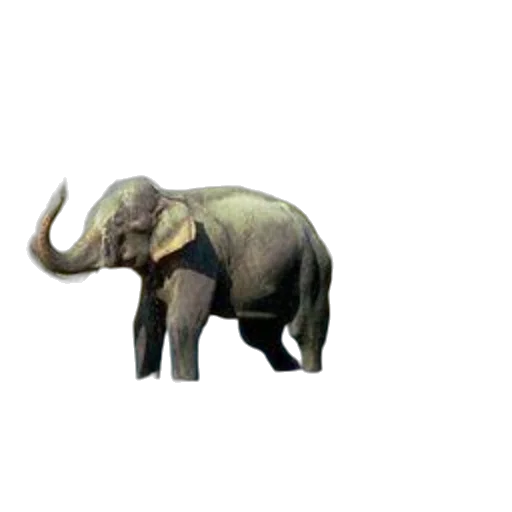 animal, creature, staff, weapon, concept art, 3d render, pixel art, photorealistic transparent PNG cut-out