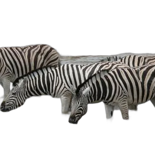 furniture, animal, jewelry, shoes, 3d render, photorealistic, concept art, monochrome transparent PNG cut-out