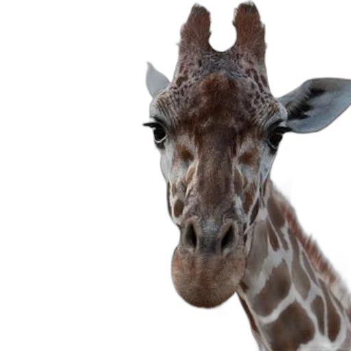 animal, creature, face, staff, photorealistic, 3d render, close-up, photo transparent PNG cut-out