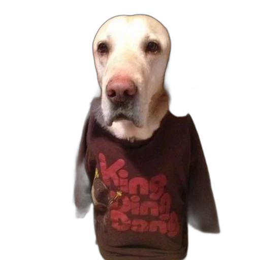 animal, jacket, staff, creature, 3d render, photorealistic, dog, wearing transparent PNG cut-out