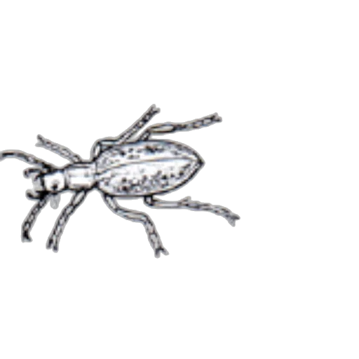 animal, creature, jewelry, crown, concept art, pencil sketch, photorealistic, 3d render transparent PNG cut-out