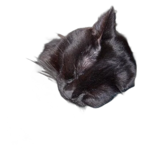 hair, animal, hat, face, photorealistic, 3d render, oil painting, dark transparent PNG cut-out