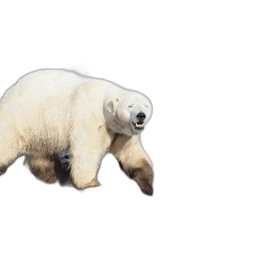 animal, creature, concept art, 3d render, photorealistic, watercolor, polar, bear transparent PNG cut-out