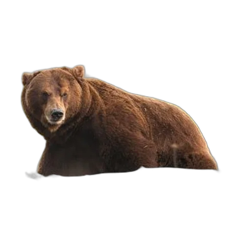 animal, creature, face, food transparent PNG cut-out