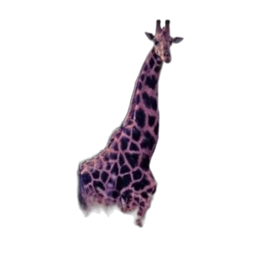 animal, creature, staff, hat transparent PNG cut-out