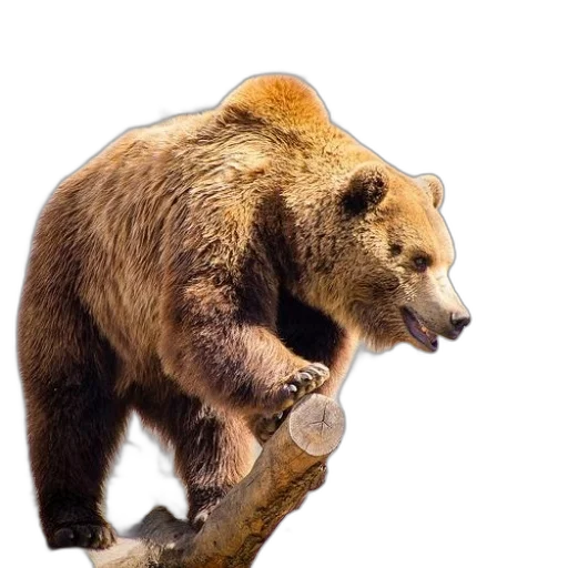 animal, staff, creature, photorealistic, 3d render, concept art, brown, bear transparent PNG cut-out