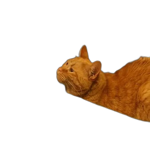 animal, creature, staff, furniture, photorealistic, 3d render, orange, cat transparent PNG cut-out