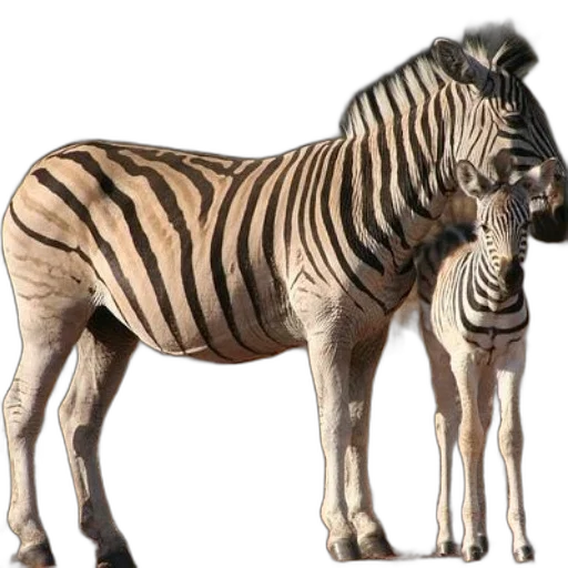 animal, creature, staff, 3d render, concept art, photorealistic, fantasy art, mother transparent PNG cut-out