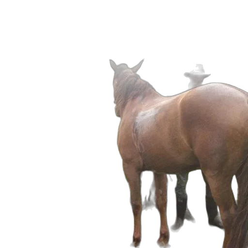 animal, hat, creature, crown transparent PNG cut-out