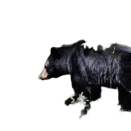 animal, creature, dragon, hair, 3d render, concept art, photorealistic, black transparent PNG cut-out