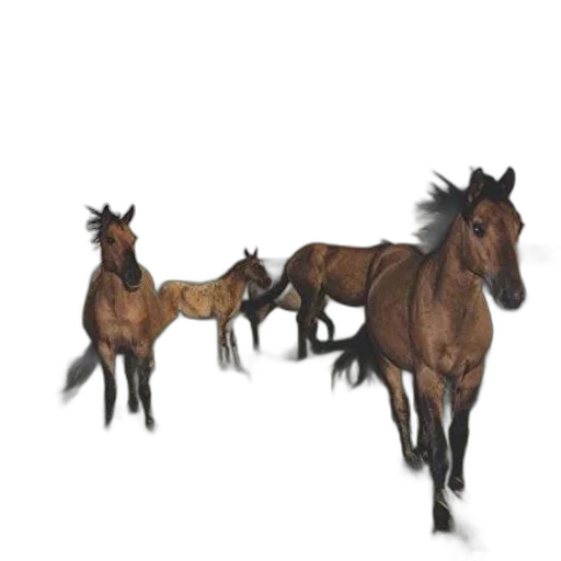 animal, creature, hair, weapon, concept art, 3d render, photorealistic, fantasy art transparent PNG cut-out