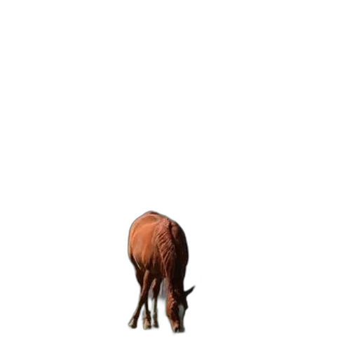 animal, creature, hair, hat, 3d render, photorealistic, concept art, pixel art transparent PNG cut-out