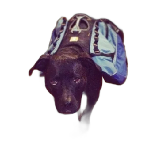 animal, staff, creature, jacket, black, dog, wearing, blue transparent PNG cut-out