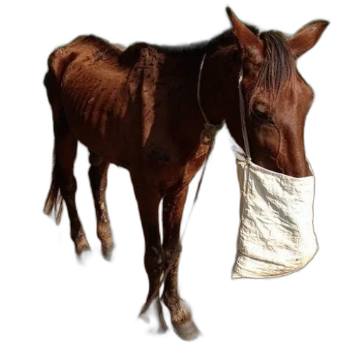 animal, jacket, hat, creature, photorealistic, brown, horse, white transparent PNG cut-out