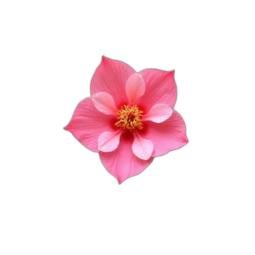 flower, crown, jewelry, hat transparent PNG cut-out
