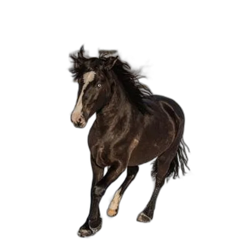 animal, hair, creature, staff, photorealistic, concept art, 3d render, oil painting transparent PNG cut-out