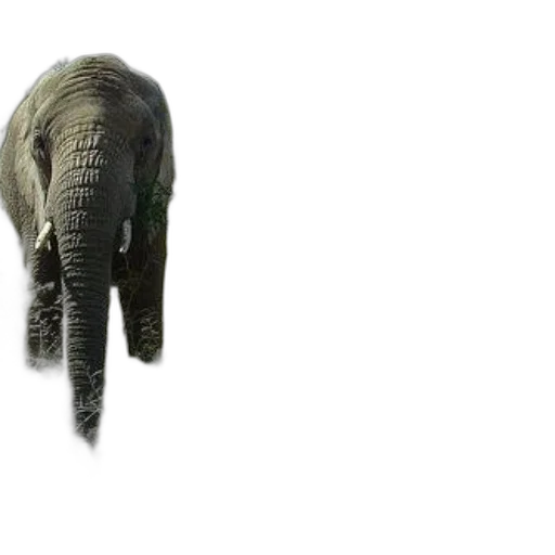 animal, creature, staff, weapon, 3d render, photorealistic, concept art, two transparent PNG cut-out