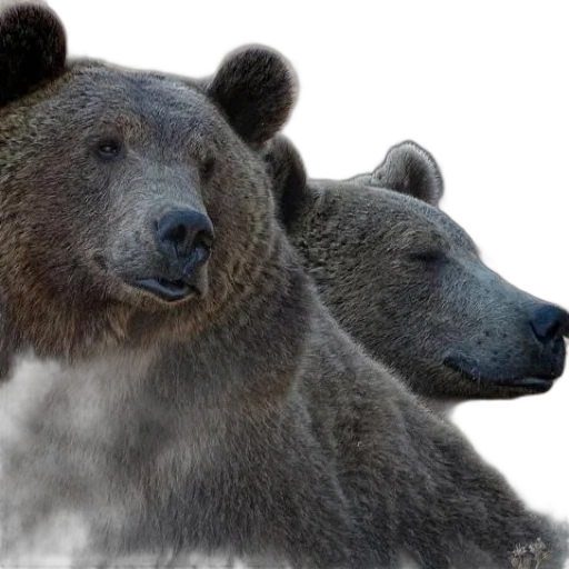 animal, creature, photorealistic, concept art, 3d render, fog, two, bears transparent PNG cut-out
