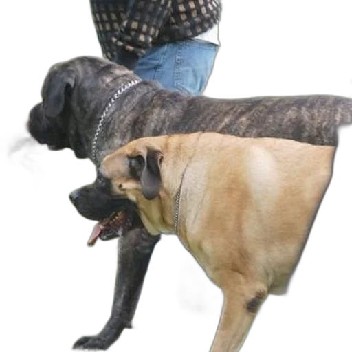 animal, creature, hat, weapon, photorealistic, 3d render, group, dogs transparent PNG cut-out