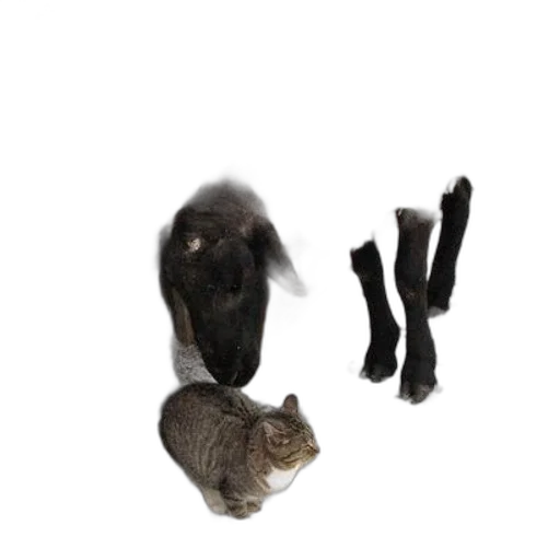 animal, shoes, staff, hair, 3d render, photorealistic, concept art, outer space transparent PNG cut-out