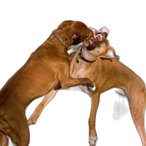animal, photorealistic, two, dogs, playfully, fight, outdoor, setting transparent PNG cut-out