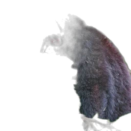 creature, animal, dragon, hair, concept art, 3d render, photorealistic, vaporwave transparent PNG cut-out