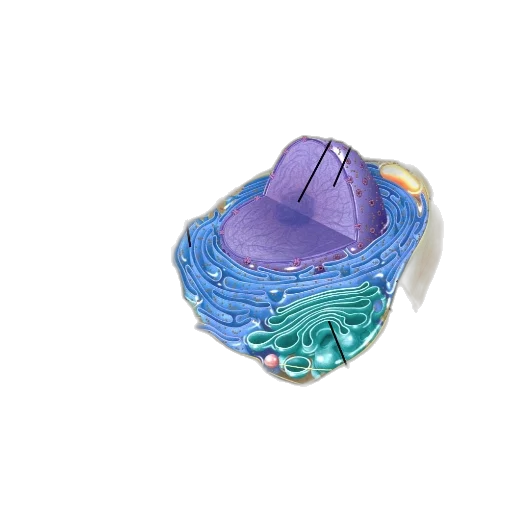 jewelry, crown, hat, flower, 3d render, vaporwave, pastel, anatomical transparent PNG cut-out