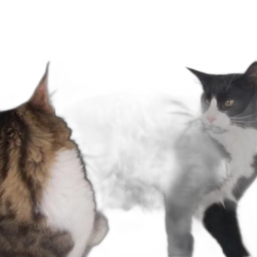 animal, fire, snow, two, cats, one, black, white transparent PNG cut-out