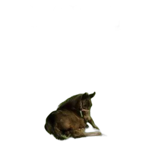 animal, creature, staff, dragon, photorealistic, 3d render, concept art, oil painting transparent PNG cut-out