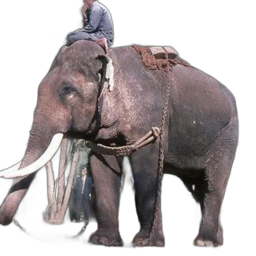 animal, creature, staff, weapon, concept art, photorealistic, man, rides transparent PNG cut-out