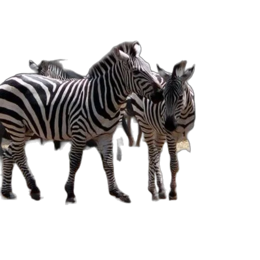 animal, creature, furniture, jewelry, 3d render, photorealistic, concept art, two transparent PNG cut-out