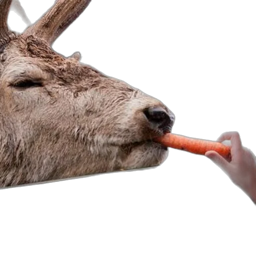 animal, food, weapon, staff, person, feeds, carrot, deer transparent PNG cut-out
