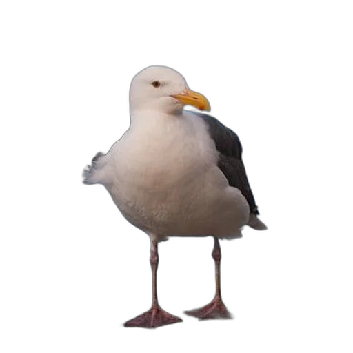 animal, creature, hat, food, 3d render, photorealistic, pixel art, concept art transparent PNG cut-out