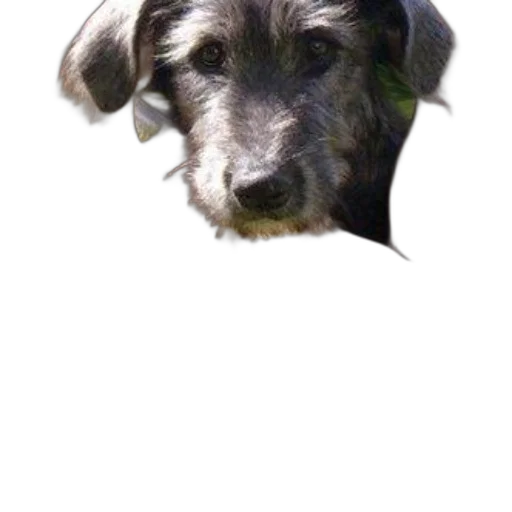 animal, staff, face, creature, photorealistic, 3d render, pixel art, cartoon transparent PNG cut-out