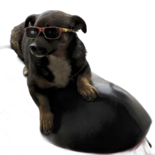 animal, hat, staff, creature, 3d render, photorealistic, dog, wearing transparent PNG cut-out