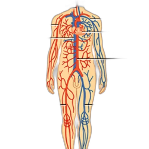 staff, concept art, diagram, human, circulatory, system, showing, major transparent PNG cut-out