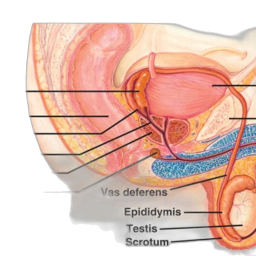 anatomical, illustration, male, reproductive, system, featuring, labeled, structures transparent PNG cut-out