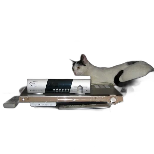 weapon, staff, furniture, shoes, 3d render, cat, sits, top transparent PNG cut-out